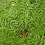 Malt Rest (Otway Park) - Rainforest walk